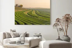 Obraz: Zielony wzór farm herbata w godzinach porannych