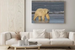 Obraz: Ziewanie niedźwiedź polarny chodzenia na lodzie