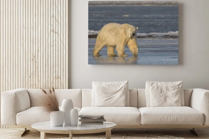 Obraz: Ziewanie niedźwiedź polarny chodzenia na lodzie