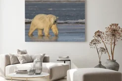 Obraz: Ziewanie niedźwiedź polarny chodzenia na lodzie