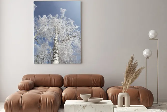 Obraz: Zimowe brzozy las