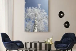 Obraz: Zimowe brzozy las