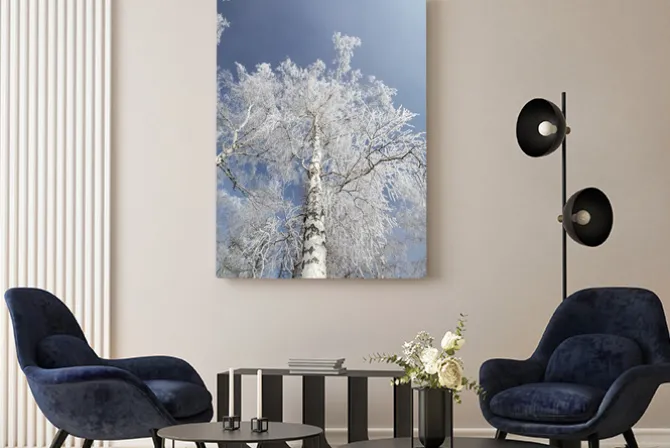 Obraz: Zimowe brzozy las