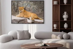 Plakat: African lion