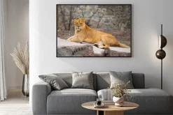 Plakat: African lion