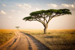 Plakat: Afrykański krajobraz tanzanii dzika przyroda i sawanna