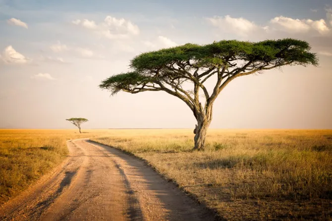 Plakat: Afrykański krajobraz tanzanii dzika przyroda i sawanna