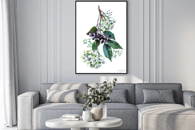 Plakat: Akwarelowy malunek gałązki czarnego bzu