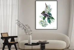 Plakat: Akwarelowy malunek gałązki czarnego bzu