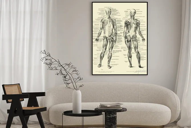 Plakat: Anatomia człowieka ilustracja w stylu starej ryciny