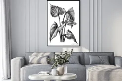 Plakat: Anturium botaniczne rocznika grawerowanie ilustracja clipart