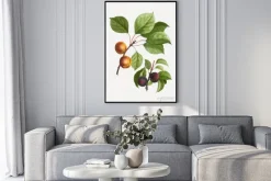 Plakat: Apricots and plums
