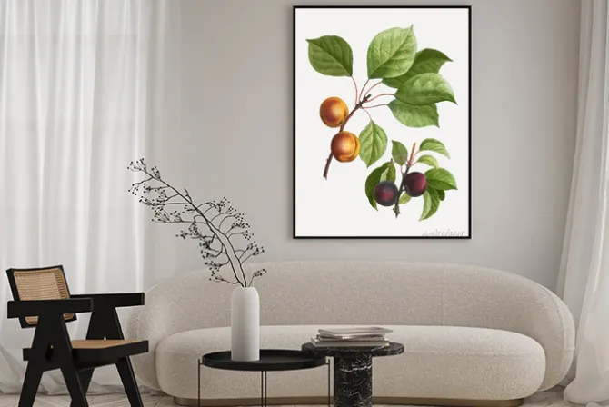 Plakat: Apricots and plums