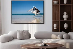 Plakat: Australia, yanchep lagoon, 18.04.2013, australian pelican startu