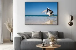 Plakat: Australia, yanchep lagoon, 18.04.2013, australian pelican startu