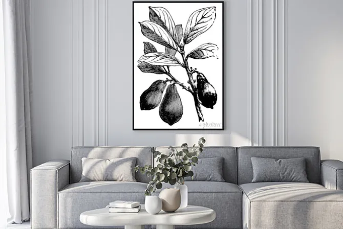 Plakat: Avocado vintage illustration.