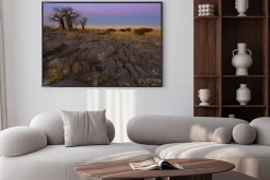 Plakat: Baobaby w świetle wczesnego poranka