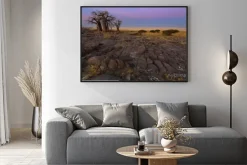 Plakat: Baobaby w świetle wczesnego poranka