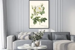 Plakat: Biała róża w stylu botanicznej grafiki