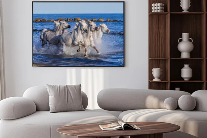 Plakat: Białe camargue konie galopujący wzdłuż plaży morskiej. parc regional