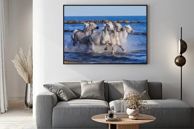 Plakat: Białe camargue konie galopujący wzdłuż plaży morskiej. parc regional