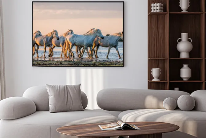 Plakat: Białe camargue konie stoją na terenie rezerwatu przyrody bagien.