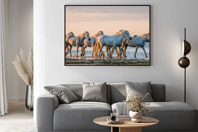 Plakat: Białe camargue konie stoją na terenie rezerwatu przyrody bagien.