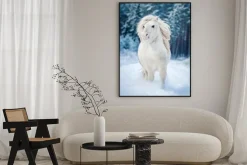 Plakat: Białe kuc szetlandzki uruchomiony w śniegu w zimie