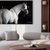 Plakat: Biały koń na czarnym tle