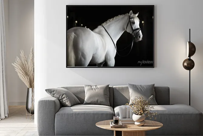 Plakat: Biały koń na czarnym tle