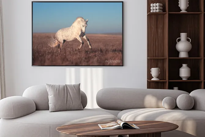 Plakat: Biały koń na wrzosowisku