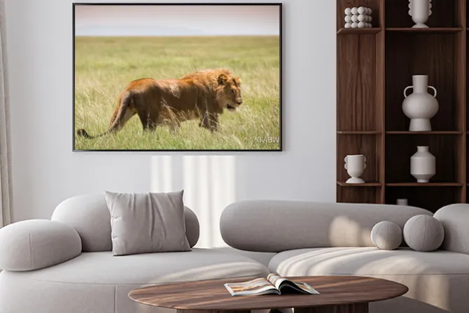 Plakat: Big młody lew w serengeti national park