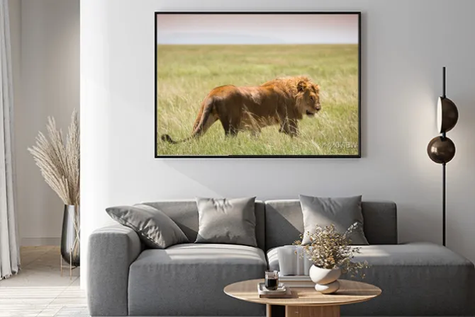 Plakat: Big młody lew w serengeti national park