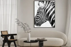 Plakat: Black and white zebra