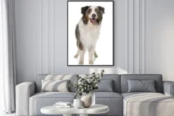 Plakat: Brązowy australijski pasterz