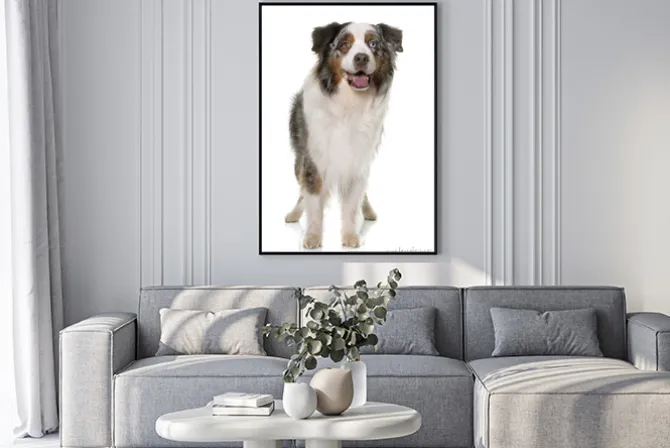 Plakat: Brązowy australijski pasterz