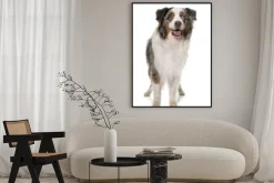 Plakat: Brązowy australijski pasterz