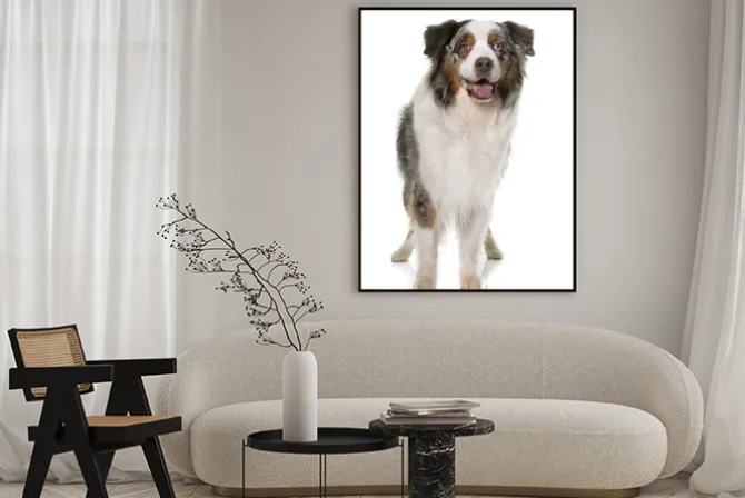 Plakat: Brązowy australijski pasterz