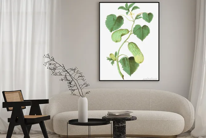 Plakat: Cucumber in vintage style