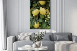 Plakat: Cytryny na drzewie fotografia