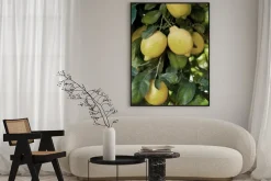 Plakat: Cytryny na drzewie fotografia