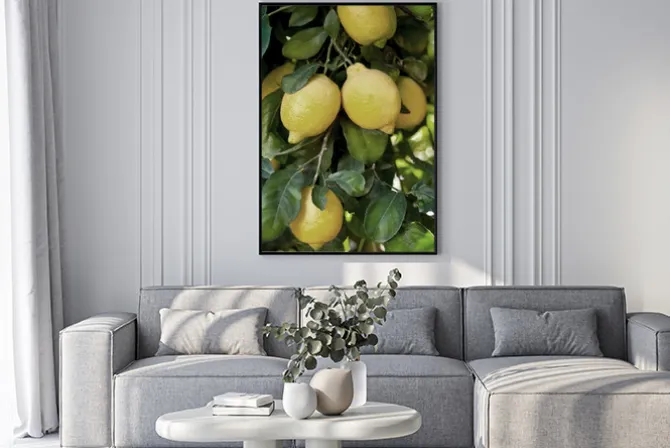 Plakat: Cytryny wśród liści na gałęzi