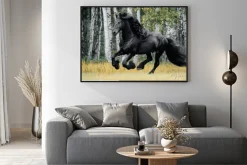 Plakat: Czarny koń na tle brzozowego lasu