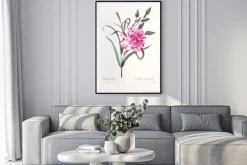 Plakat: Dianthus caryophyllus / oeillet