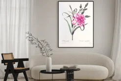 Plakat: Dianthus caryophyllus / oeillet