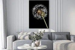 Plakat: Dmuchawiec z bliska na czarnym tle