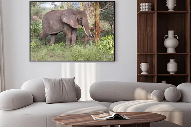 Plakat: Dorosły słoń z dużymi kłami stoją w profilu koło pnia drzewa.