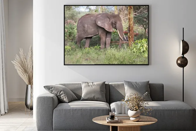 Plakat: Dorosły słoń z dużymi kłami stoją w profilu koło pnia drzewa.