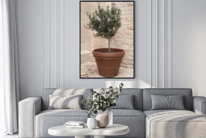 Plakat: Drzewko oliwne letnia kompozycja z rośliną w doniczce