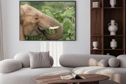 Plakat: Elephant jedzenia opuncja